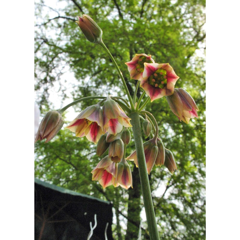 nectaroscordum siculum (ucria) lindl. subsp. siculum