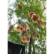 nectaroscordum siculum (ucria) lindl. subsp. siculum