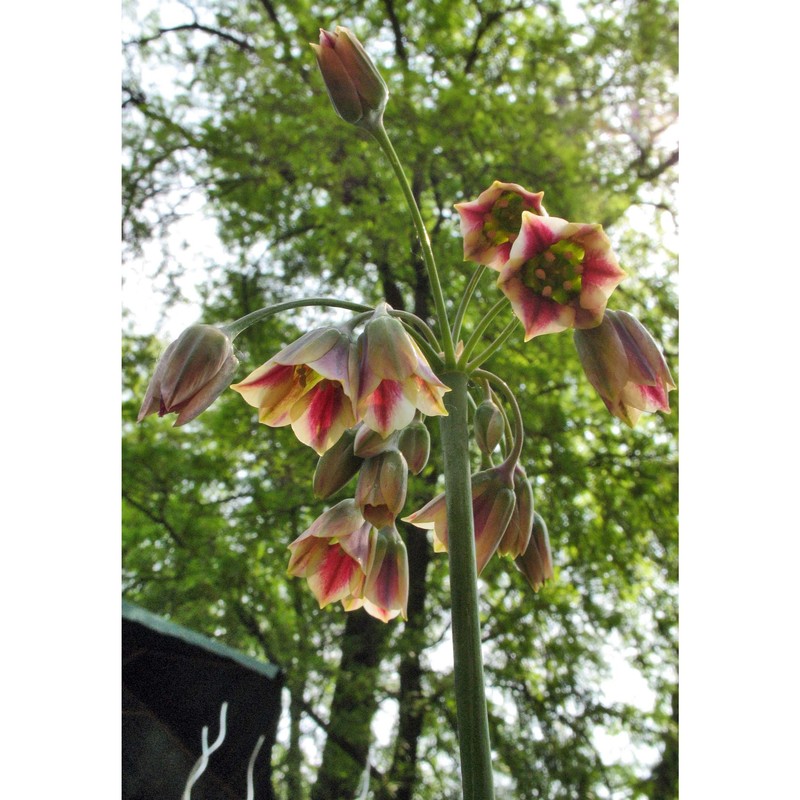 nectaroscordum siculum (ucria) lindl. subsp. siculum