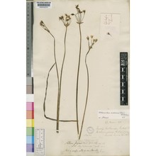 nothoscordum inodorum (aiton) g. nicholson