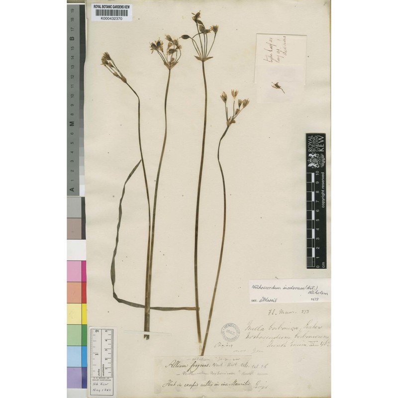 nothoscordum inodorum (aiton) g. nicholson