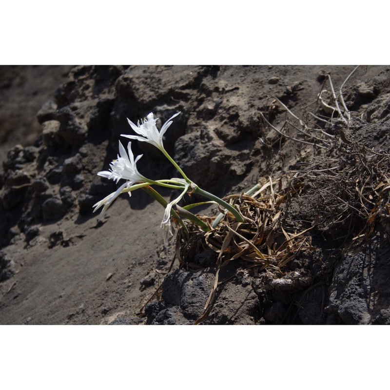 pancratium linosae soldano et f. conti