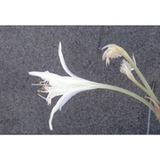 pancratium maritimum l.