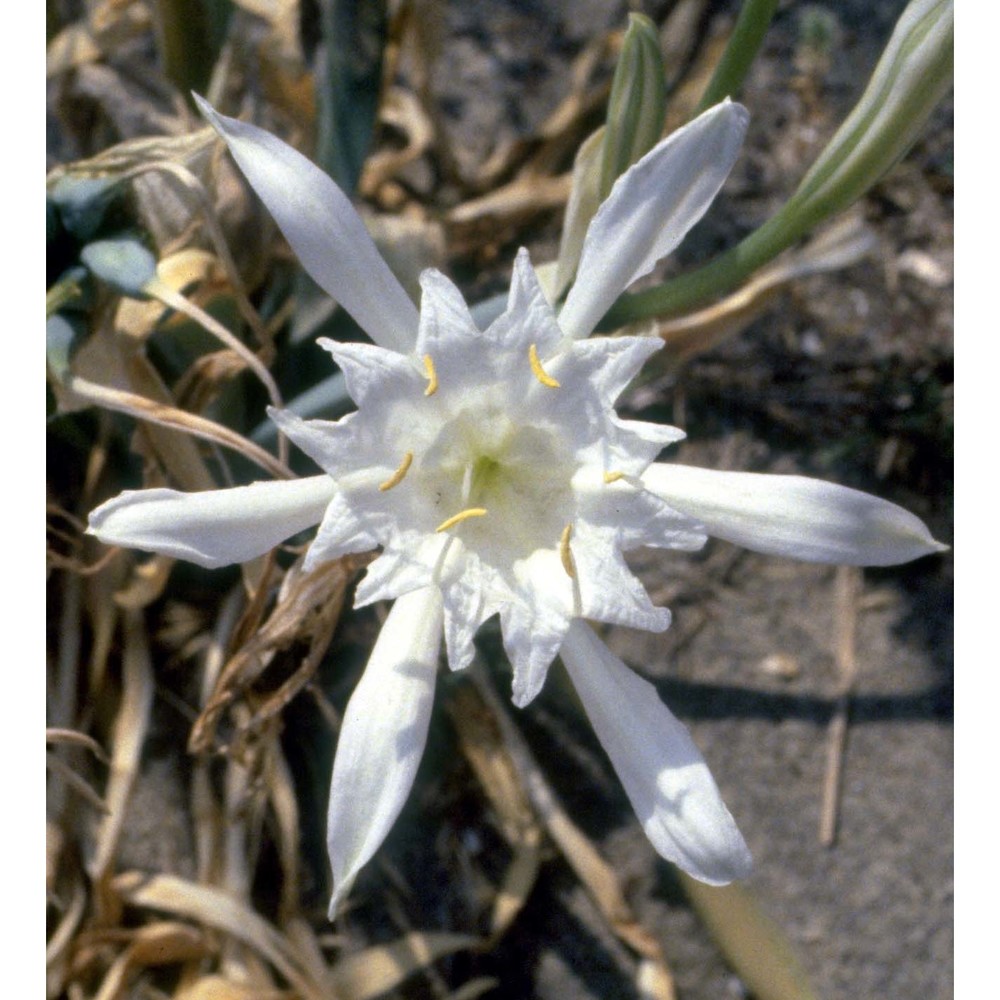 pancratium maritimum l.