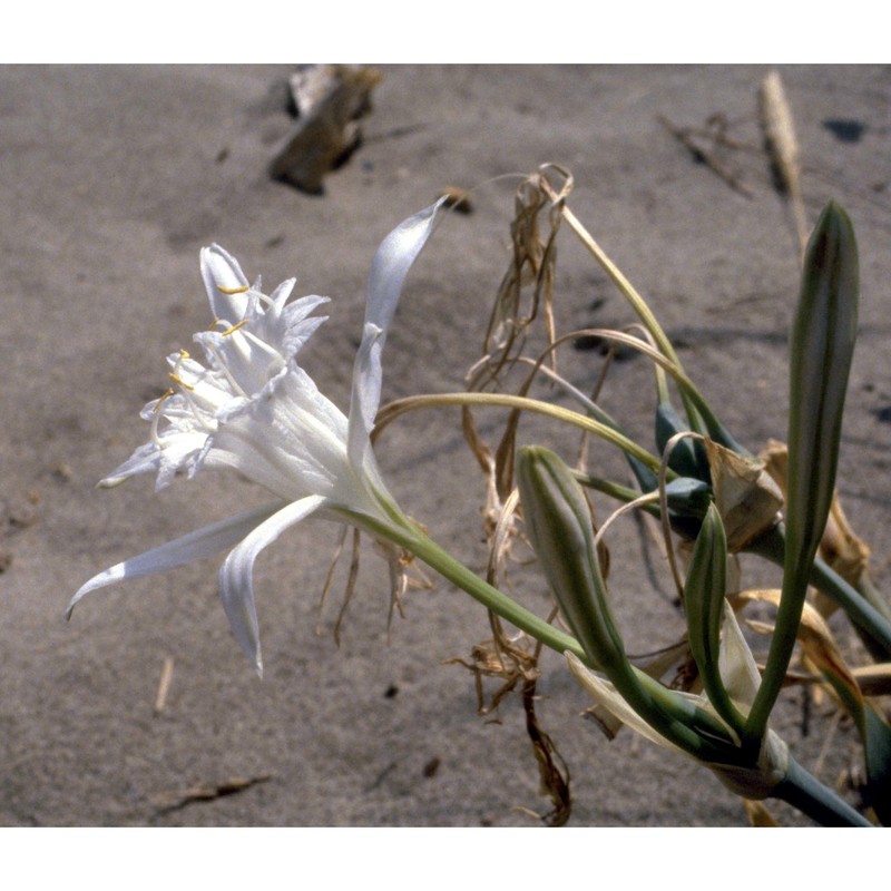 pancratium maritimum l.