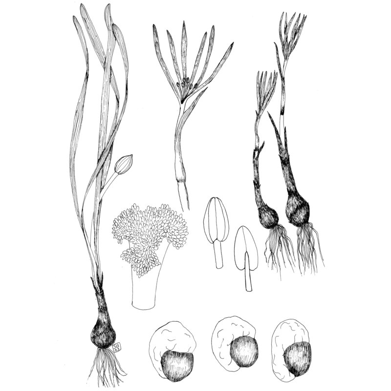 sternbergia colchiciflora waldst. et kit.