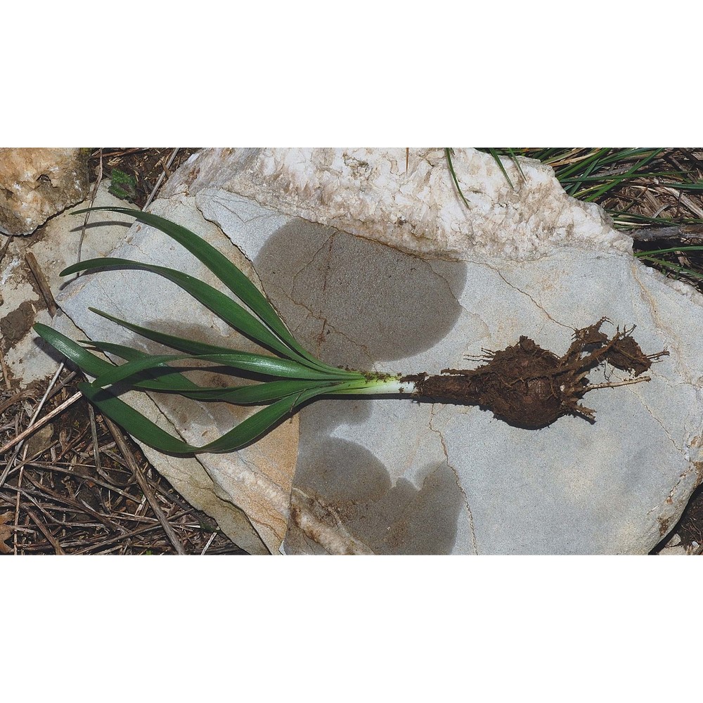 sternbergia colchiciflora waldst. et kit.