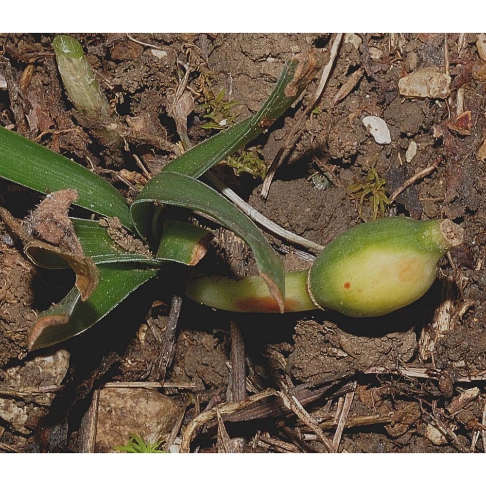 sternbergia colchiciflora waldst. et kit.