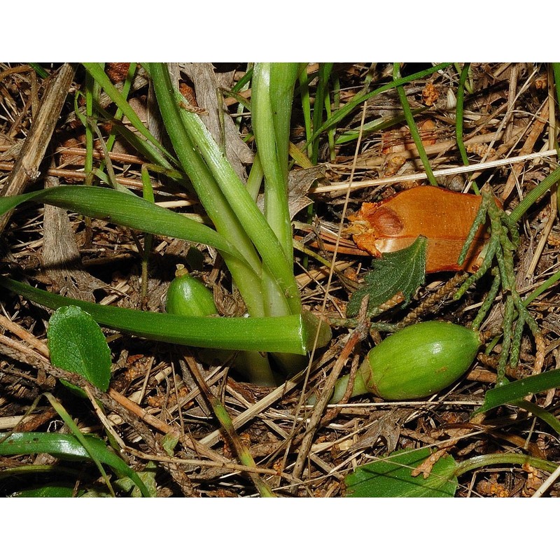 sternbergia colchiciflora waldst. et kit.