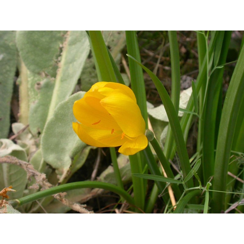 sternbergia lutea (l.) ker gawl. ex spreng.