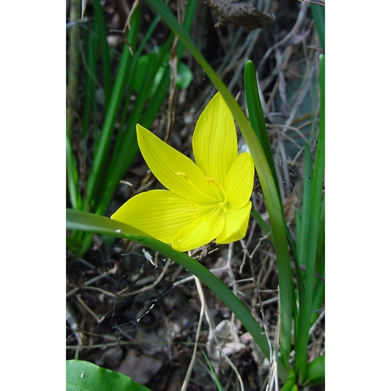 sternbergia lutea (l.) ker gawl. ex spreng.