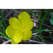 sternbergia lutea (l.) ker gawl. ex spreng.