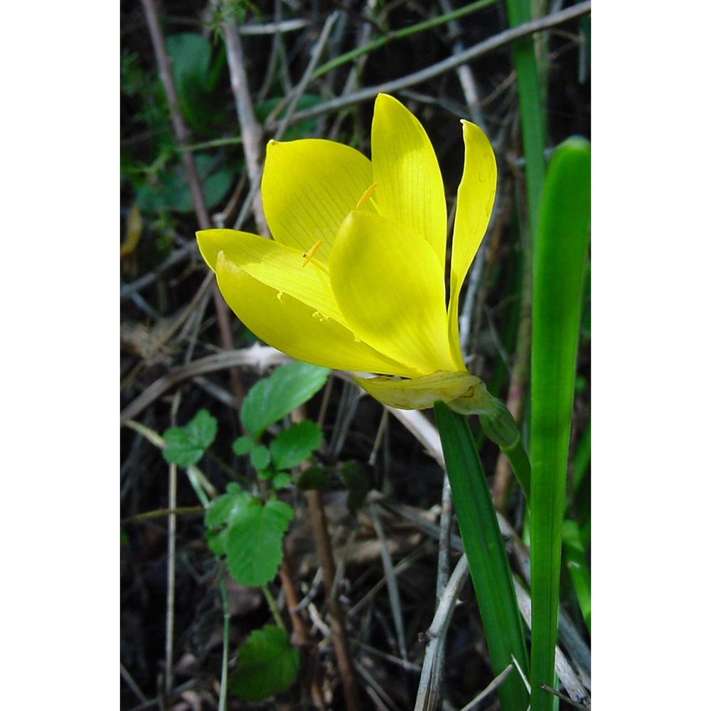 sternbergia lutea (l.) ker gawl. ex spreng.