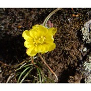 sternbergia sicula tineo ex guss.