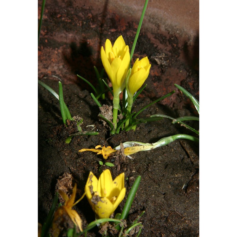 sternbergia sicula tineo ex guss.