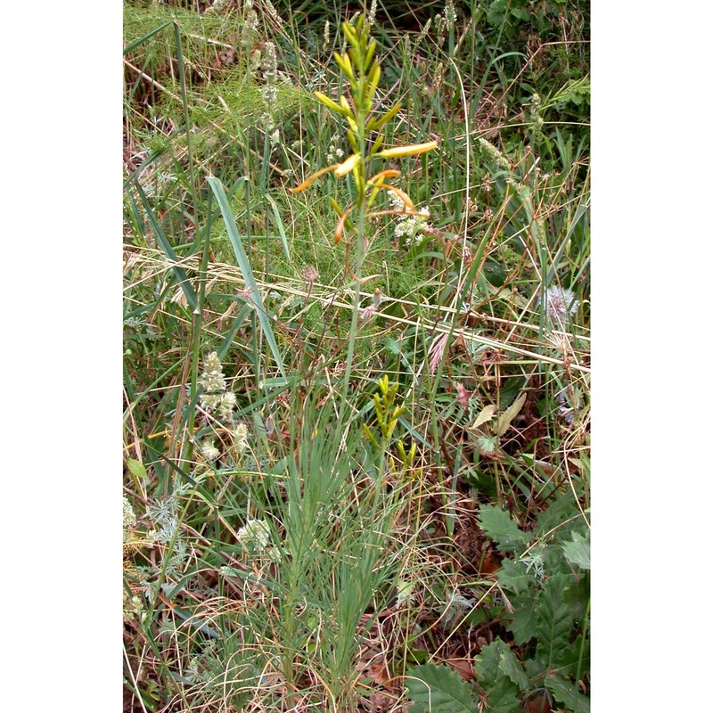 asphodeline liburnica (scop.) rchb.