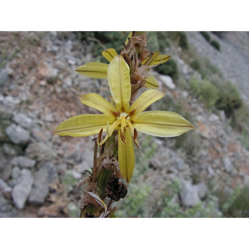 asphodeline liburnica (scop.) rchb.