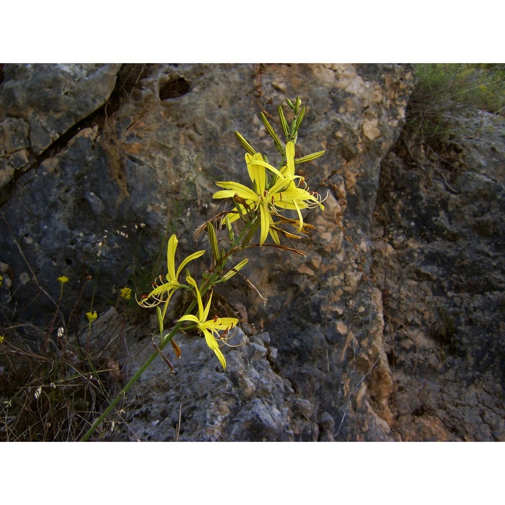 asphodeline liburnica (scop.) rchb.