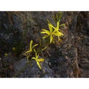 asphodeline liburnica (scop.) rchb.