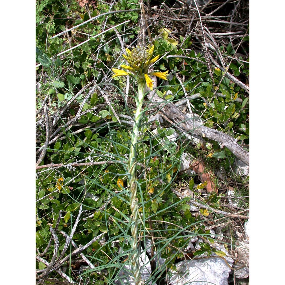 asphodeline lutea (l.) rchb.