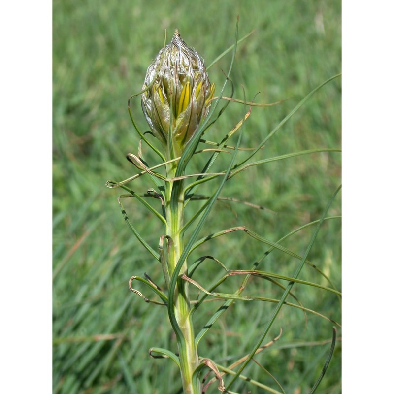 asphodeline lutea (l.) rchb.