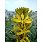 asphodeline lutea (l.) rchb.