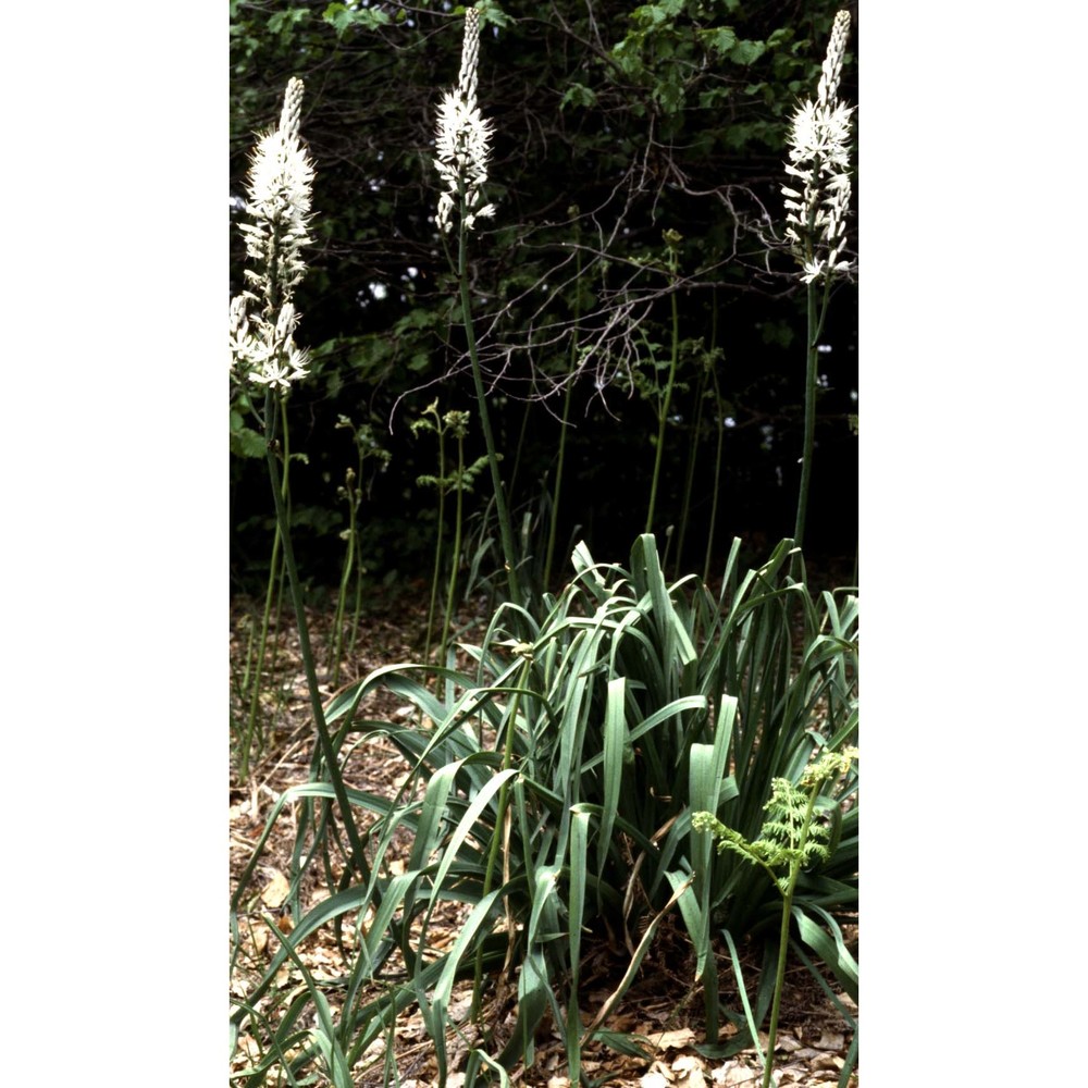 asphodelus albus mill. subsp. delphinensis (gren. et godr.) z. díaz et valdés