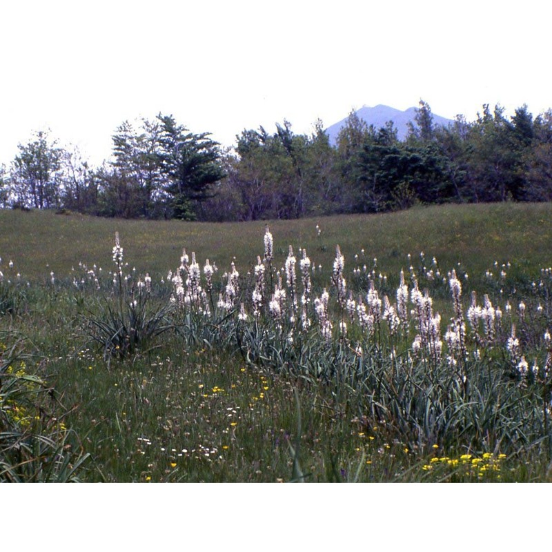 asphodelus albus mill. subsp. delphinensis (gren. et godr.) z. díaz et valdés