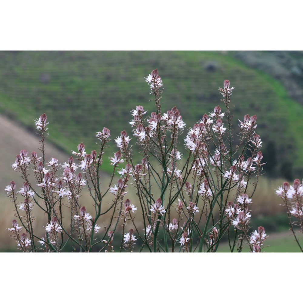 asphodelus ramosus l. subsp. ramosus