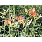 hemerocallis fulva l.