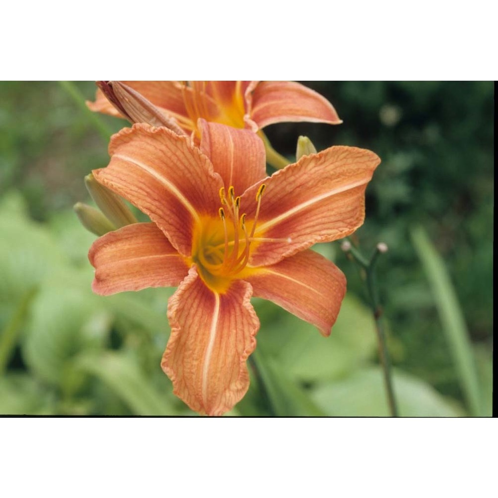 hemerocallis fulva l.