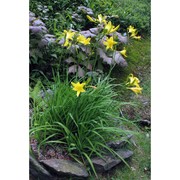 hemerocallis lilioasphodelus l.