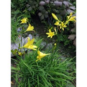 hemerocallis lilioasphodelus l.