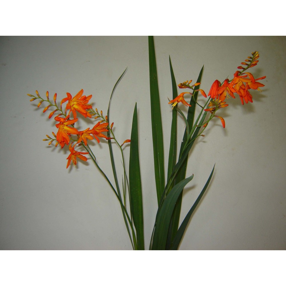 crocosmia crocosmiiflora (lemoine ex morren) n .e. br.