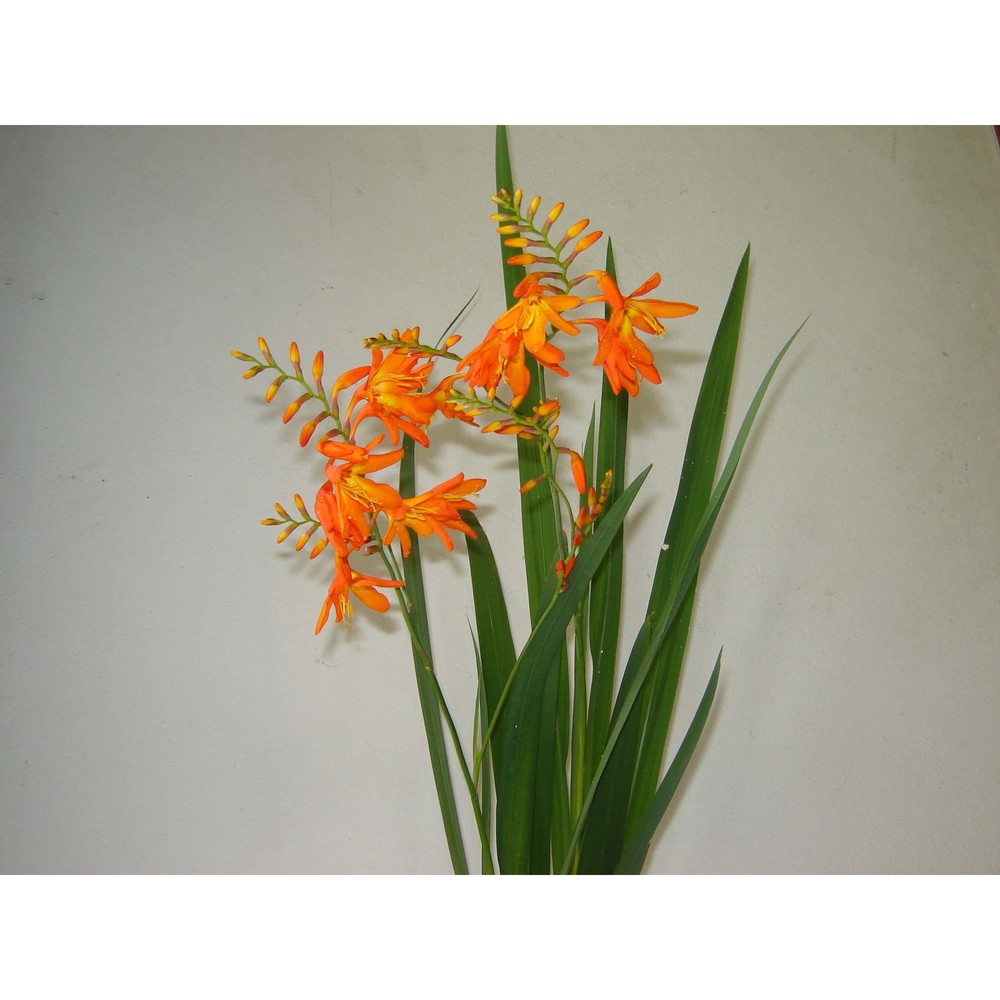 crocosmia crocosmiiflora (lemoine ex morren) n .e. br.