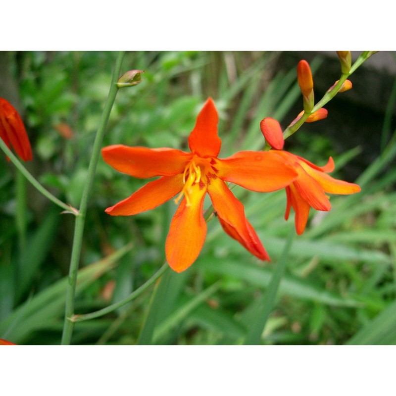 crocosmia crocosmiiflora (lemoine ex morren) n .e. br.