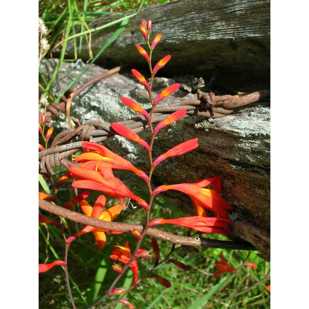 crocosmia crocosmiiflora (lemoine ex morren) n .e. br.