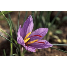 crocus ×sativus l.