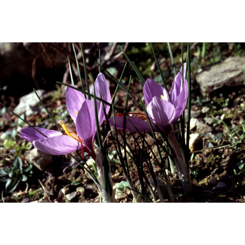 crocus ×sativus l.