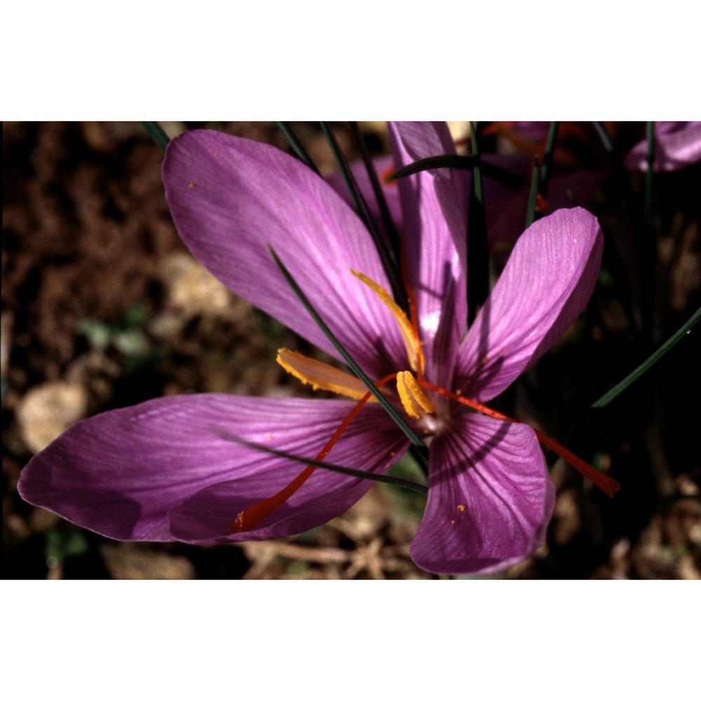 crocus ×sativus l.