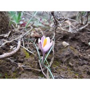 crocus corsicus vanucchi ex maw