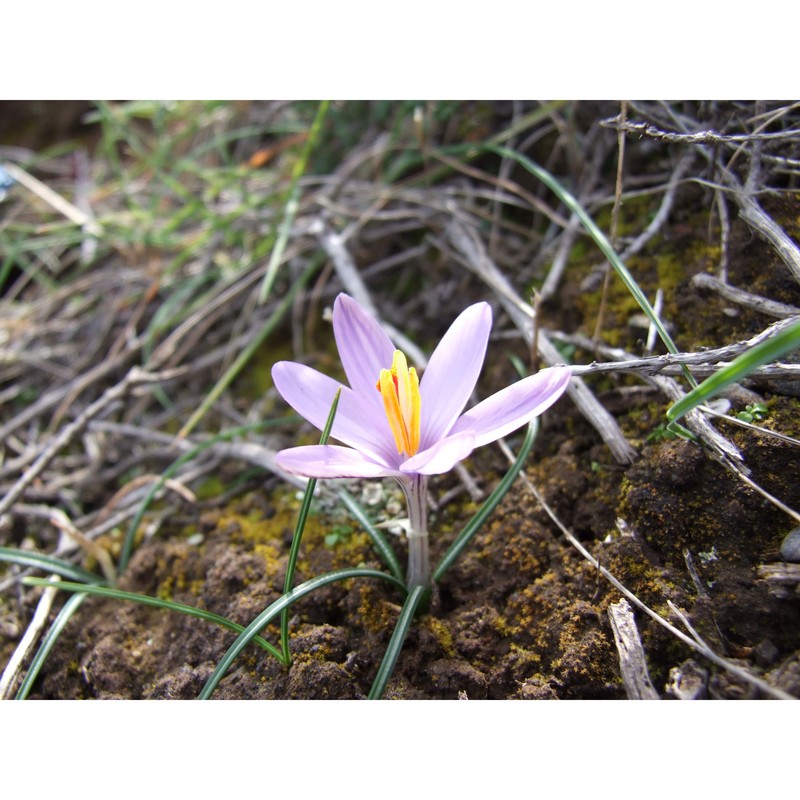 crocus corsicus vanucchi ex maw