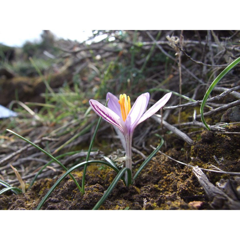 crocus corsicus vanucchi ex maw