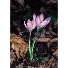 crocus etruscus parl.