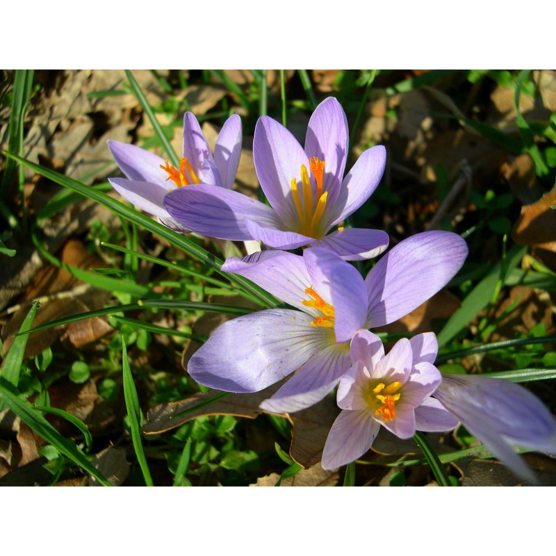 crocus etruscus parl.