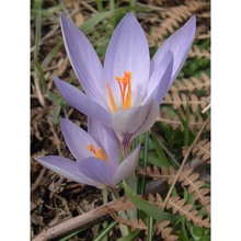 crocus ilvensis peruzzi et carta