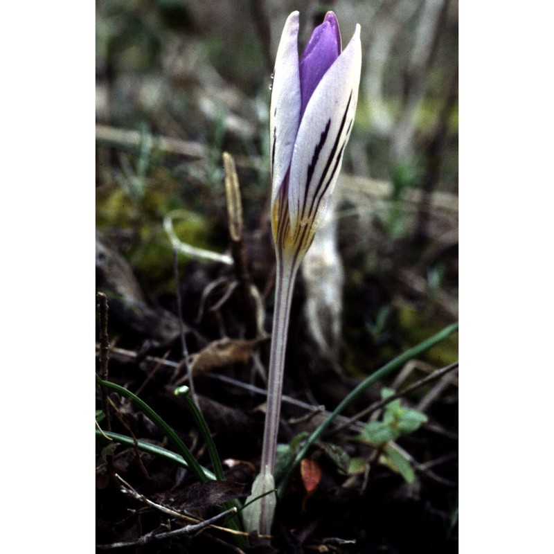 crocus imperati ten.