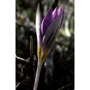 crocus imperati ten.