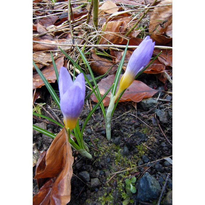 crocus imperati ten.