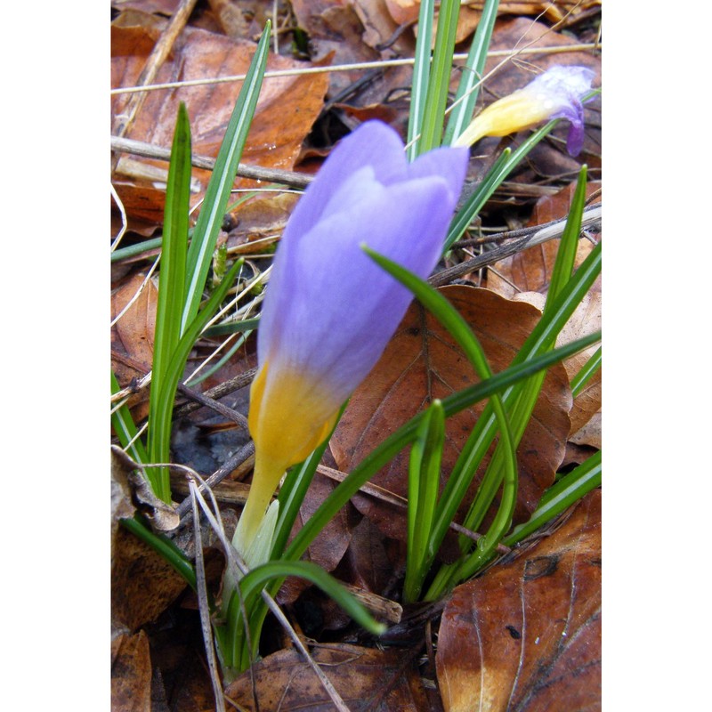 crocus imperati ten.